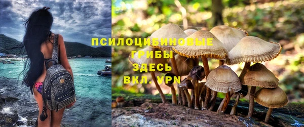 прущие грибы Лабытнанги